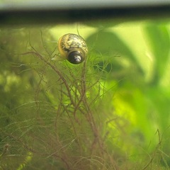 ミナミヌマエビ10匹200円の画像