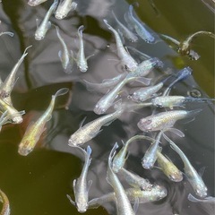 メダカ　　エメキン　　の画像