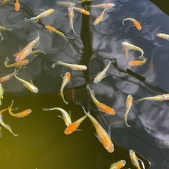 レッドクリフ紅白の画像