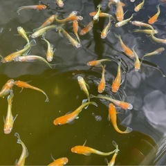 レッドクリフ紅白の画像