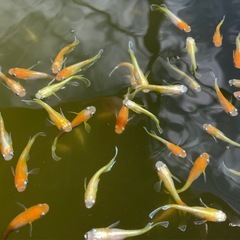 レッドクリフ紅白の画像