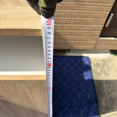 決定❗️家具調ゴミ箱🗑️の画像