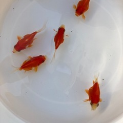 金魚
残りわずか！の画像