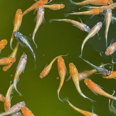 メダカ　【ククナ】の画像