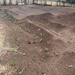 畑の土🌱残土無料で差し上げます‼️の画像