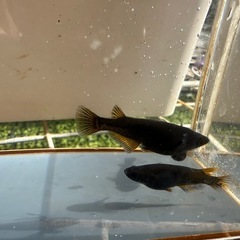 メダカ GOD 1ペア＋メスの画像