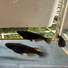 メダカ GOD 1ペア＋メスの画像