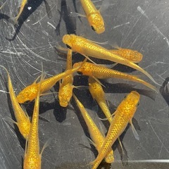 メダカ【サンシャイン】の画像