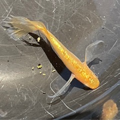 メダカ【サンシャイン】の画像