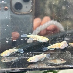 メダカ 1ペアの価格の画像