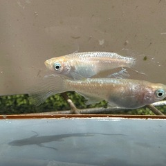 メダカ 森の妖精🧚‍♀️💫 2ペア 若魚の画像