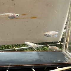 メダカ 森の妖精🧚‍♀️💫 2ペア 若魚の画像