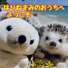 恩納村にハリネズミショップがOPEN🦔