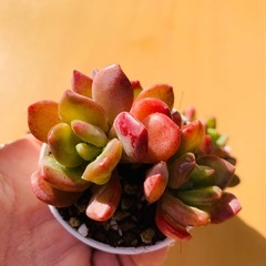 多肉植物「ラサ」1つ150円の画像