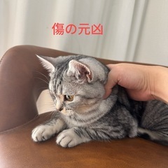 カウンターチェア（昇降・回転式）1脚　ブラウン　※猫の引っかき傷ありの画像