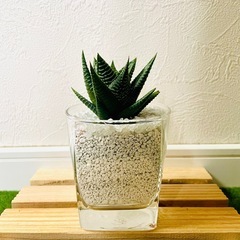 ハオルチア　リミフォリア　多肉植物　ハイドロカルチャー　ゼオライトの画像