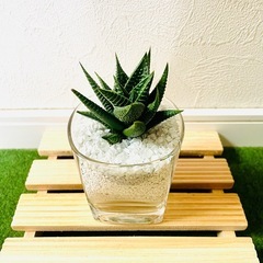 ハオルチア　リミフォリア　多肉植物　ハイドロカルチャー　ゼオライトの画像