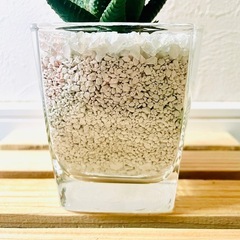 ハオルチア　リミフォリア　多肉植物　ハイドロカルチャー　ゼオライトの画像