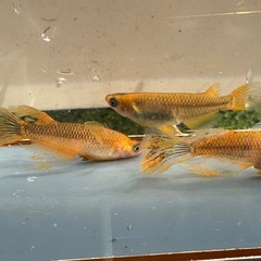 メダカ 心龍🐉道 1ペア＋オス ロークラスの画像