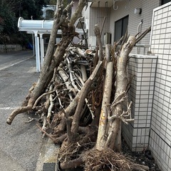 剪定木の画像