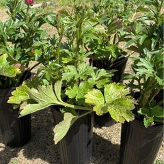 ラナンキュラスラックス　サティロス（オレンジ）の画像