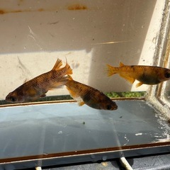 メダカ 和墨美虎🐯 1ペア＋メスの画像