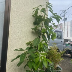 アコウ(別名アコギ、アコミズキ)
の画像