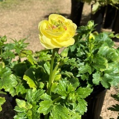 ラナンキュラスラックスハリオス（うす黄色）とエウロペ（うすピンク）の画像