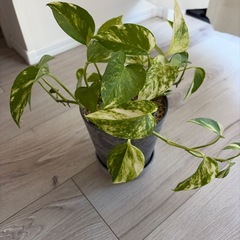 観葉植物の画像