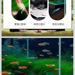 エビ、小魚用隠れ家の画像