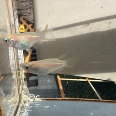 メダカ ホワイトダルマ 1ペア＋メスの画像