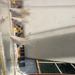 メダカ ホワイトダルマ 1ペア＋メスの画像