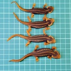 その9 アメイロイボイモリ　幼体3匹セット　訳あり 2025年自家繁殖個体の画像