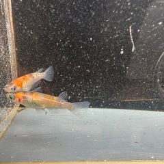 メダカ 三色ラメ 1ペア＋メスの画像