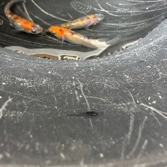 メダカ 三色ラメ 1ペア＋メスの画像