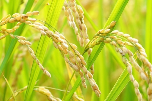 令和7年　ヒノヒカリ　もみ米25キロ