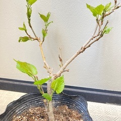 お話し中　マルベリー 苗木の画像