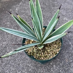 植物　アガベ　白閃光①の画像
