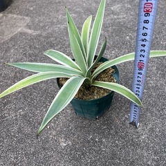 植物　アガベ　白閃光②の画像