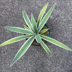 植物　アガベ　白閃光②の画像