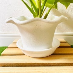 フィロデンドロン　バーキン　観葉植物　鉢植え　そのまま飾れる　無機質の土の画像