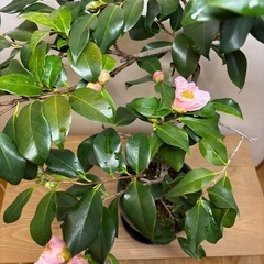 椿　桃色　鉢含む高さ80㎝の画像