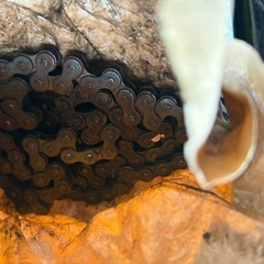 ジャンク　カブ、キャブの画像