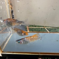 メダカ ユリシス 1ペア＋メスの画像