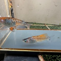 メダカ ユリシス 1ペア＋メスの画像