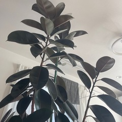 ゴムの木　フィカス・バーガンディ（別名：クロゴム）の画像