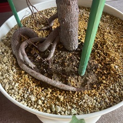 ゴムの木　フィカス・バーガンディ（別名：クロゴム）の画像