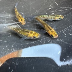 メダカ 夜桜ゴールド 2ペアの画像