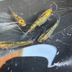 メダカ 夜桜ゴールド 2ペアの画像