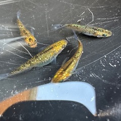 メダカ 夜桜ゴールド 2ペアの画像